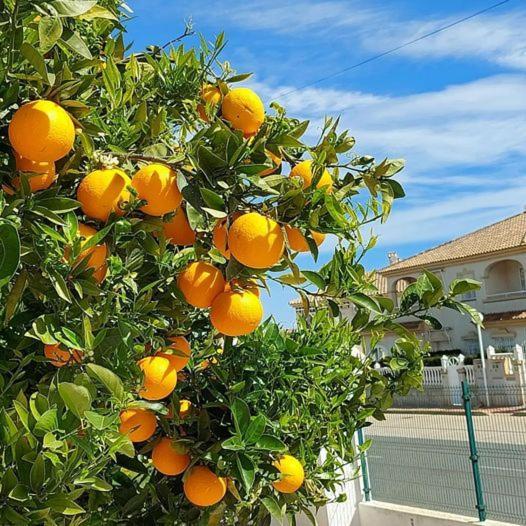 Apartment With Sea View, La Mata Torrevieja Ngoại thất bức ảnh